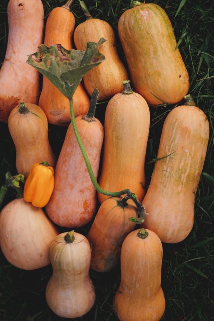 Butternut Squash Casserole (gluten free, dairy free, egg free)